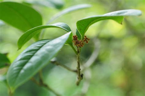 桂花樹|專題文章:桂花 